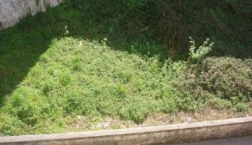 P1010004-400.jpg