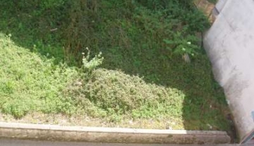 P1010006-400.jpg